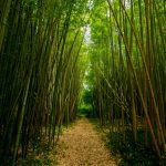 El bambú japonés