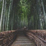 El cambio personal y el bambú japonés