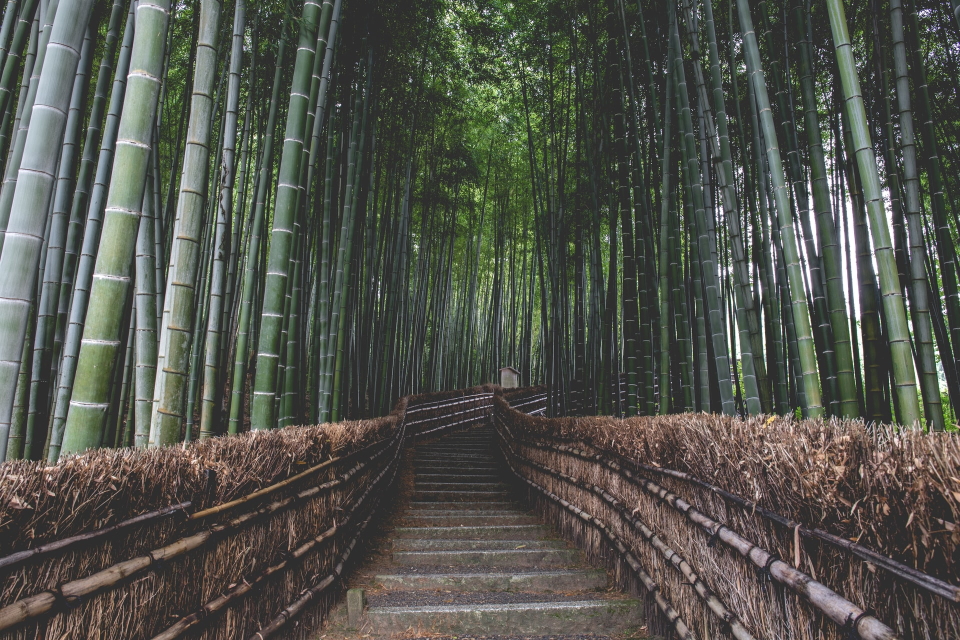 el bambú japonés